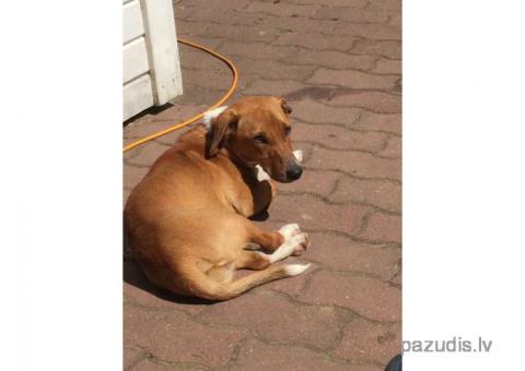 Pazudis vai nozgats SUNS.
