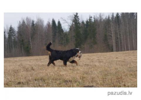 Pazudis Bernes ganu suns Madonas novadā, Grīziņkalna apkaimē