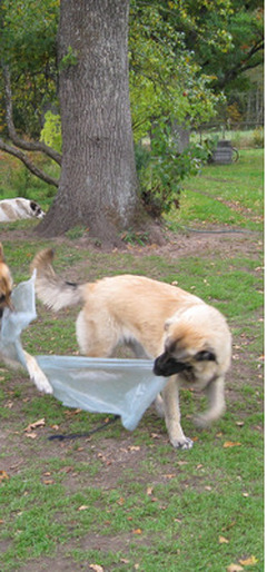 Pazudis suns Baldones novadā .