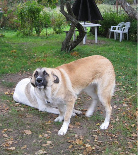 Pazudis suns Baldones novadā .