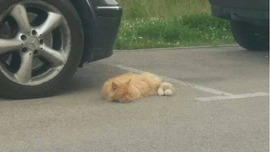 Manīts Ruds garspalvains kaķis
