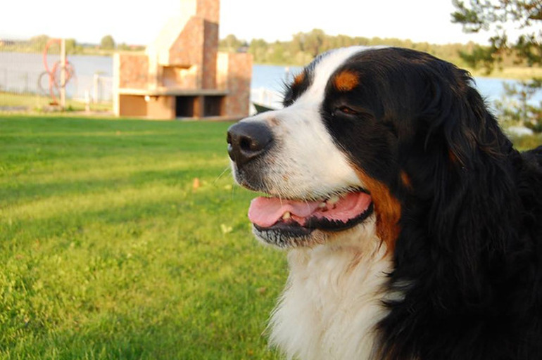 Pazudis bērnes ganu aitu suns Katlakalnā!