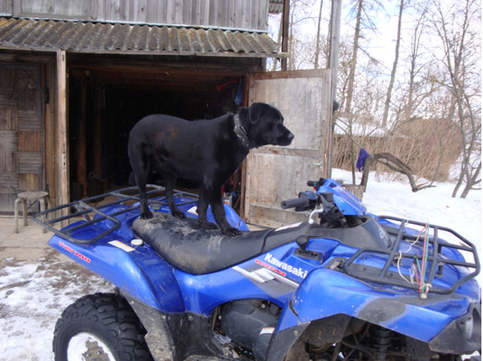 Pazudis labradors, Upeslejās